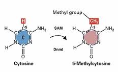 methylation