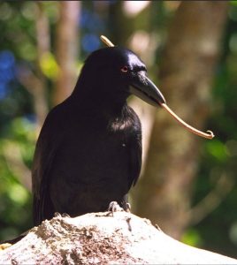 new-caledonian-crow