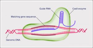 crispr-cas9-at-work-data