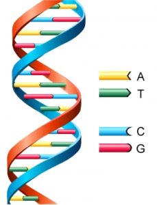 dna-image