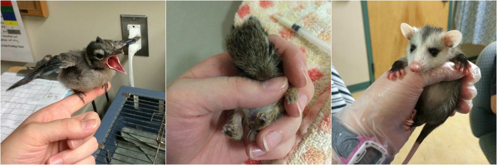 NEWC Orphaned Wildlife