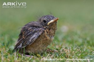 robin-fledgling