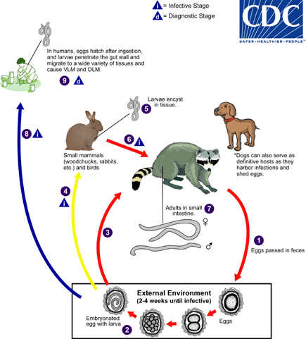 "Baylisascaris procyonis completes its life cycle in raccoons, with humans acquiring the infection as accidental hosts (dogs serve as alternate definitive hosts, as they can harbor patent infection and shed eggs). Unembryonated eggs are shed in the environment The number 1, where they take 2-4 weeks to embryonate and become infective The number 2. Raccoons can be infected by ingesting embryonated eggs from the environment The number 3. Additionally, over 100 species of birds and mammals (especially rodents) can act as paratenic hosts for this parasite: eggs ingested by these hosts The number 4 hatch and larvae penetrate the gut wall and migrate into various tissues where they encyst The number 5. The life cycle is completed when raccoons eat these hosts The number 6. The larvae develop into egg-laying adult worms in the small intestine The number 7 and eggs are eliminated in raccoon feces. Humans become accidentally infected when they ingest infective eggs from the environment; typically this occurs in young children playing in the dirt The number 8. Migration of the larvae through a wide variety of tissues (liver, heart, lungs, brain, eyes) results in VLM and OLM syndromes, similar to toxocariasis The number 9. In contrast to Toxocara larvae, Baylisascaris larvae continue to grow during their time in the human host. Tissue damage and the signs and symptoms of baylisascariasis are often severe because of the size of Baylisascaris larvae, their tendency to wander widely, and the fact that they do not readily die. Diagnosis is usually made by serology, or by identifying larvae in biopsy or autopsy specimens."