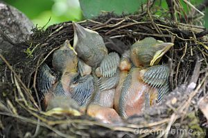 little-bird-nestlings-waiting-food-12226924