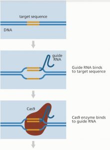 crispr1