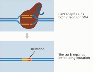 This shows the how CRISPR/Cas9 works Photo Credit: Genome Research Limited