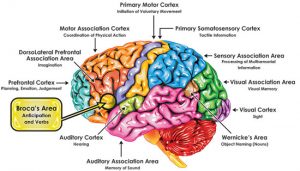 broca-brain-map
